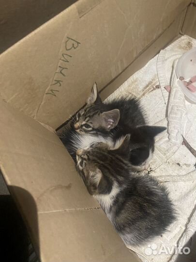 Котята в добрые руки