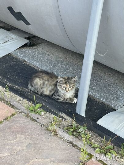 Котята в добрые руки бесплатно девочка