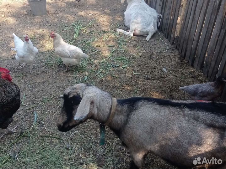 Козье молоко