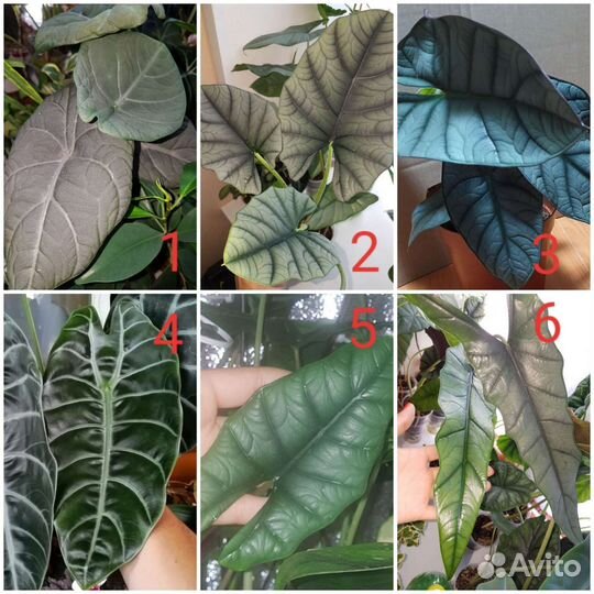 Алоказии Клубни