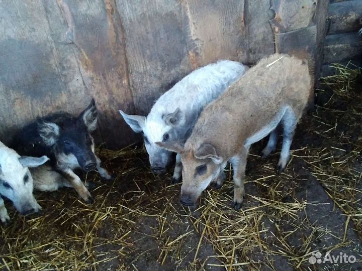 Чистопородные поросята Венгерской Мангалицы