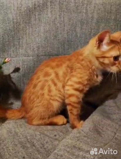 Отдадим в добрые руки рыжего котенка - мальчика