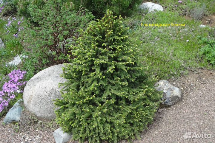 Саженцы Сосны, Ели, Пихты