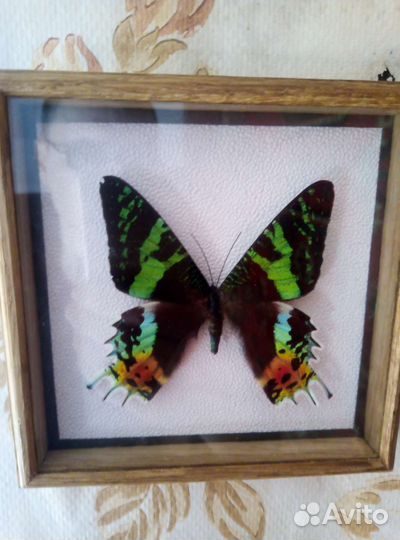 Бабочка в рамке