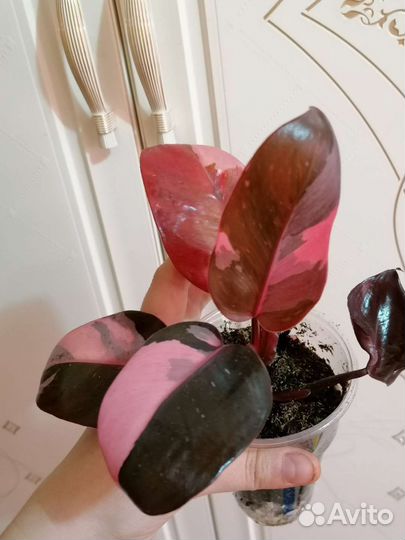 Филодендрон:Биллитау мр,Флорида Бьюти,Монстера