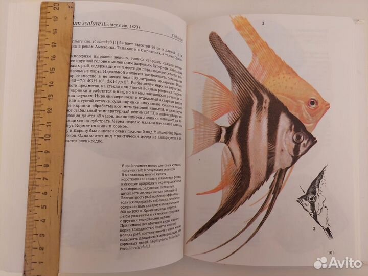 Аквариумные тропические рыбы