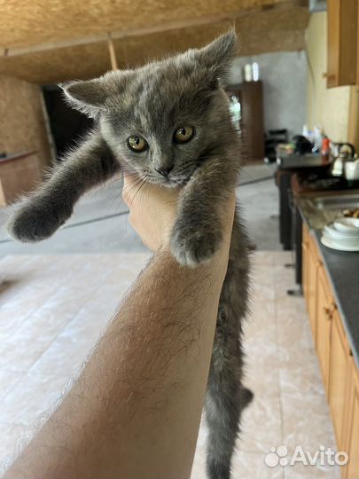 Вислоухие котята в добрые руки