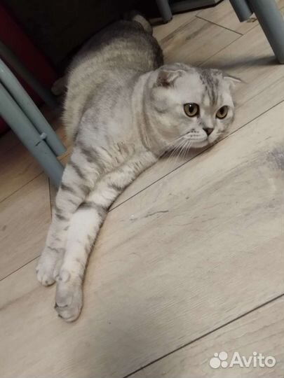 Британский кот вязка