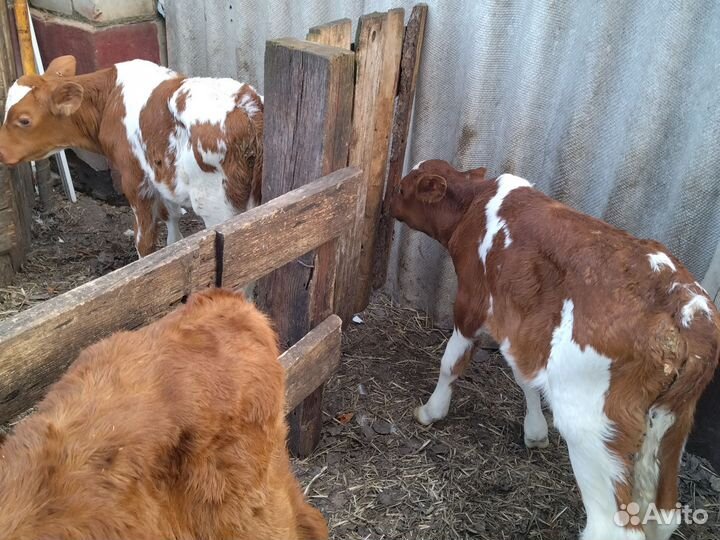 Бычки и телята