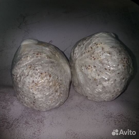 Зерновой мицелий вешенки М5