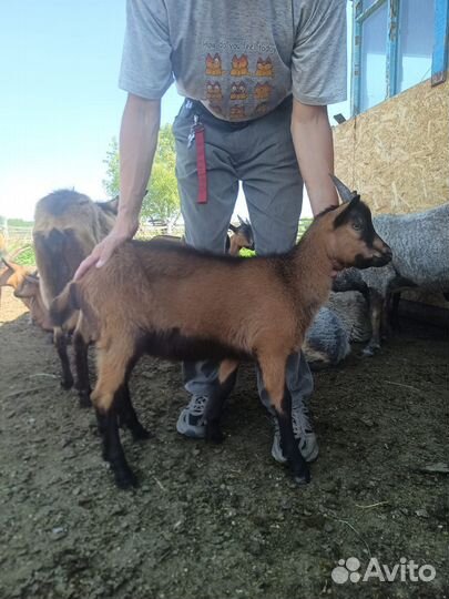 Козлики и козочки чешские