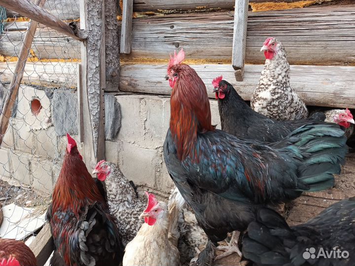 Петухи Маран черно-медный