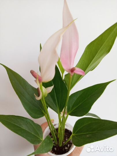 Спатифиллум