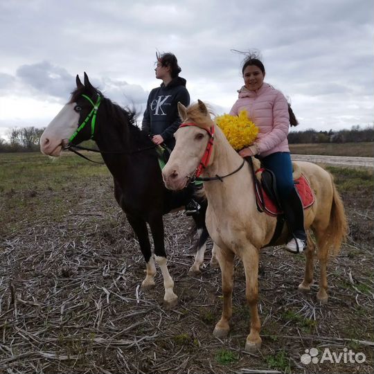Прокат на лошади