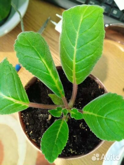 Тидея (глоксиния)