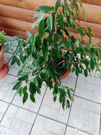 Фикус бенджамина