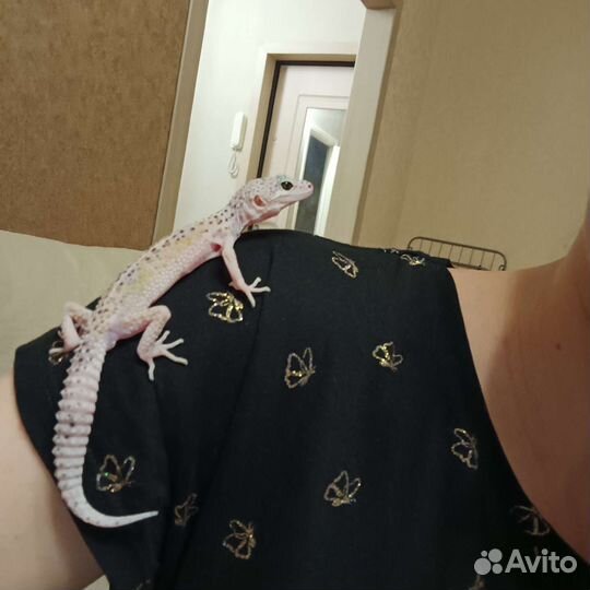 Геккон эублефар