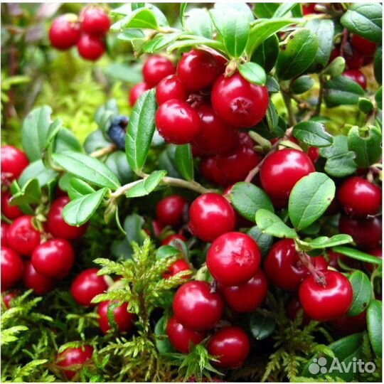 Продаем саженцы брусники