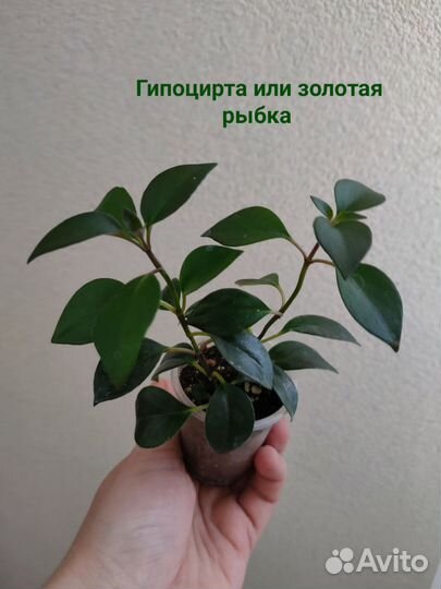 Пеперомия Филодендрон Антуриум Фикус и др