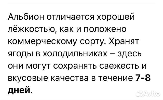 Рассада клубники Альбион