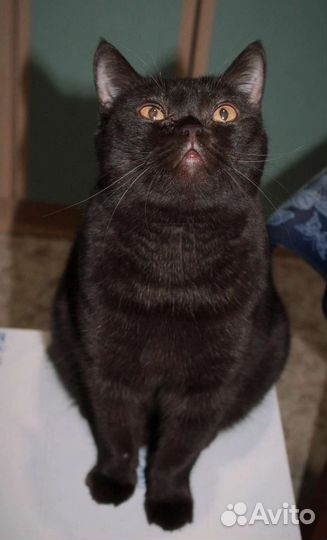 Скотиш фолд в заботливые руки