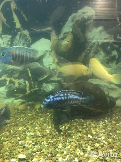 Аквариум и рыбки