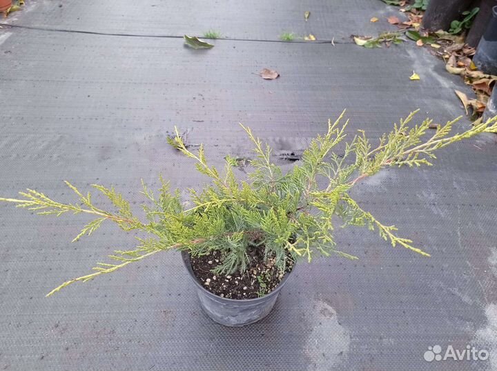 Можжевельник олд голд