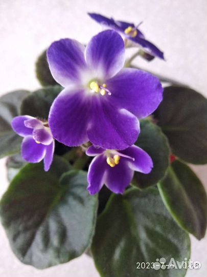 Фиалки разные