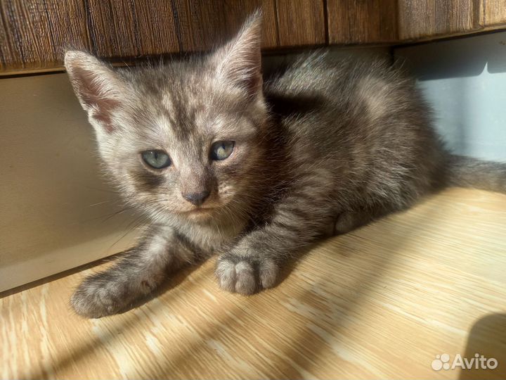 Котята