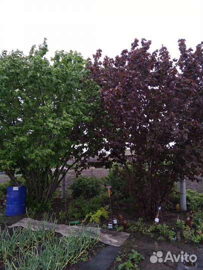 Саженец фундука