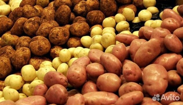 Картофель семенной
