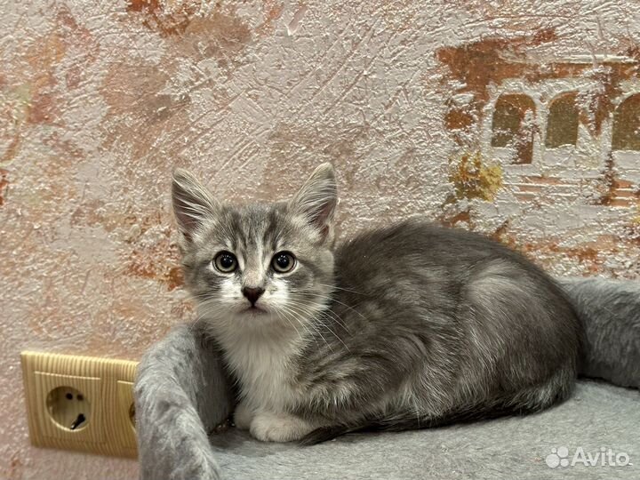 Котята крысоловы