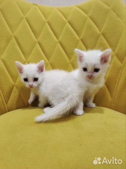Котята