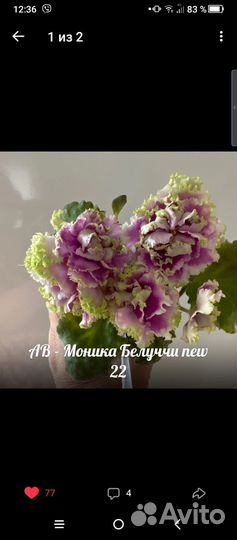 Набор деток-новинок 22 фиалок