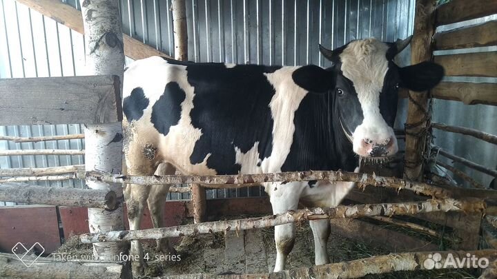 Продам телку