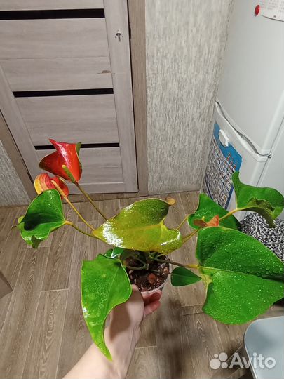 Антуриум динамид ред