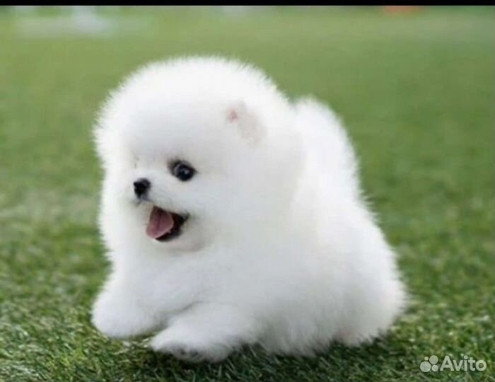 Минички помы щеночки