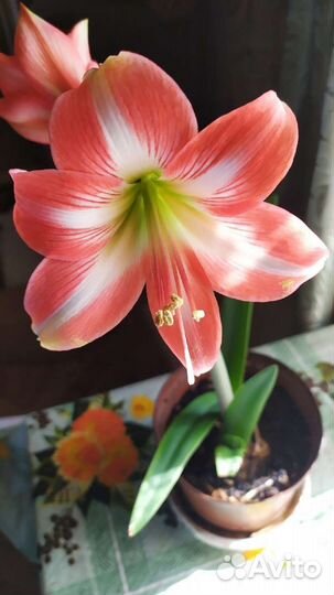 Гиппеаструм