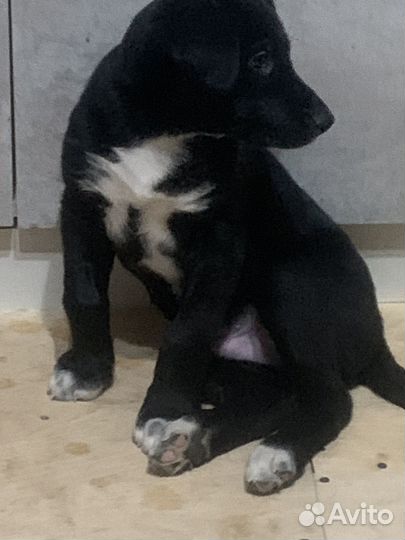 Малыш Арчи ищет дом