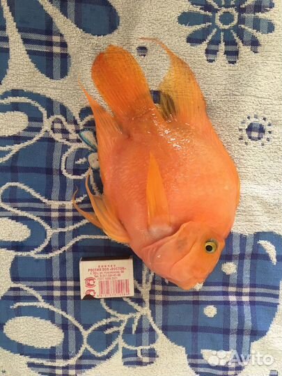 Рыба попугай