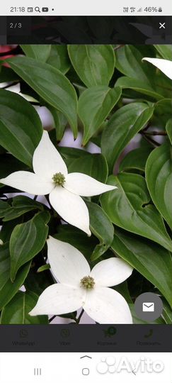 Корнус Коуза(Cornus Kousa)