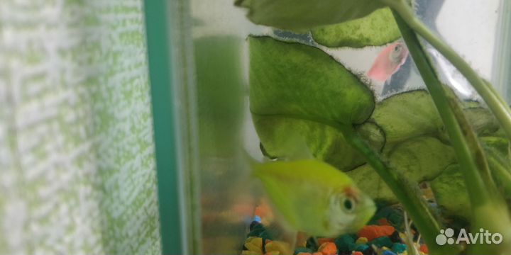 Рыбки тернеция