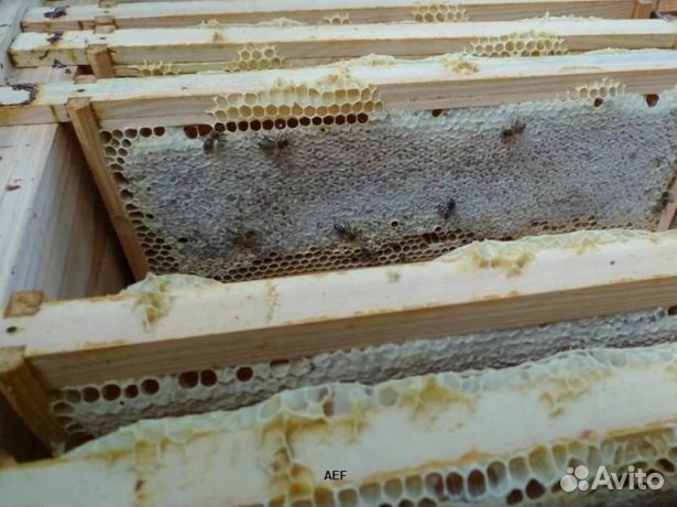 Мед 2024 года натуральный опт