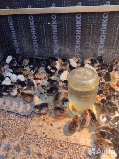 Индюшата