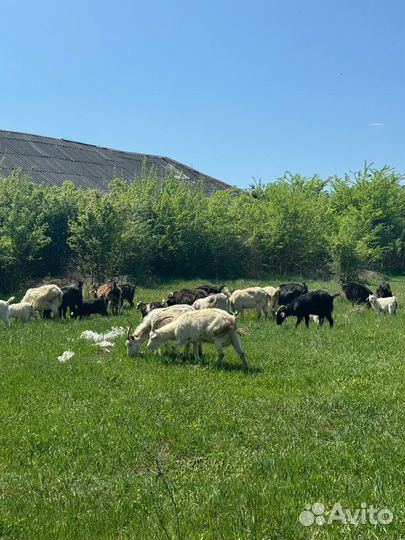 Козы козочки козлята