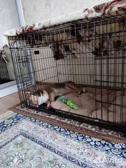 Клетка для собак в аренду