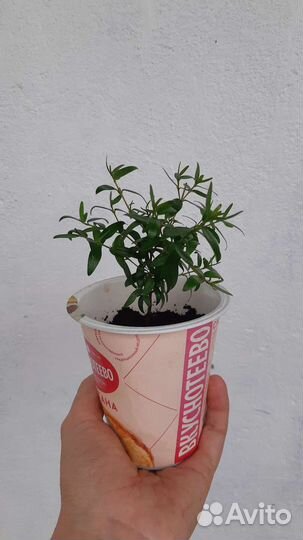 Комнатные цветы мирт