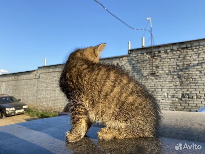 Котята в добрые руки