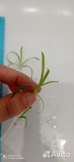 Аквариумные растения