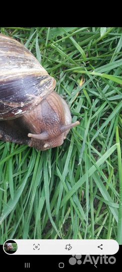 Ахатина улитка